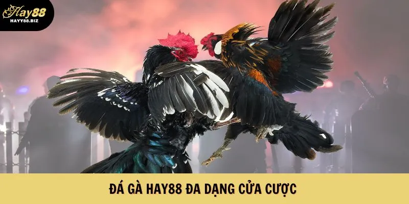 Đá gà HAY88 sở hữu đa dạng cửa cược 