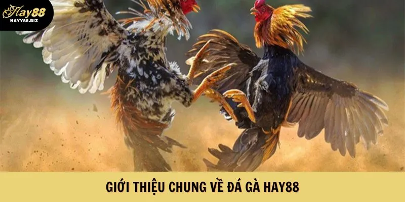 Tổng quan sơ lược về sảnh đá gà 
