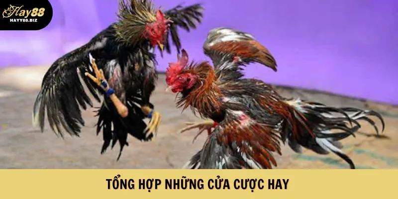 Những cửa cược hot hit tại HAY88 nên thử 